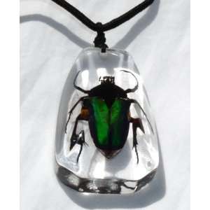  Clear Black Rose Chafer Beetle Pendant Toys & Games