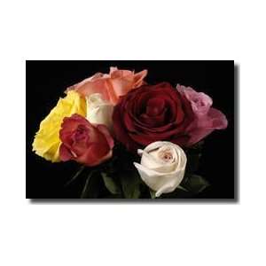  Bouquet Of Roses Lincoln Nebraska Giclee Print