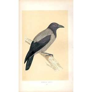  Hooded Crow British Birds 1St Ed Morris 1851
