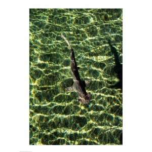  High angle view of a Bonnethead Shark underwater Poster 
