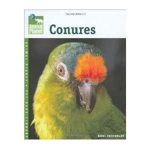  Conures (Quantity of 3)