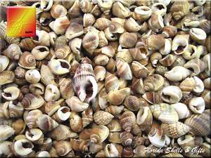 1lb BULK Common Nutmeg Shells Seashells 1/2 Craft  
