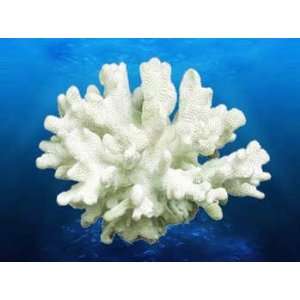  Coral Replica   Cauliflower Coral 6x6x4 