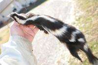 Civet pelt Oregon w/ all feet spotted skunk dressed hid  