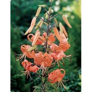    Tiger Lily Tigrinum Splendens 5 bulbs Patio, Lawn & Garden