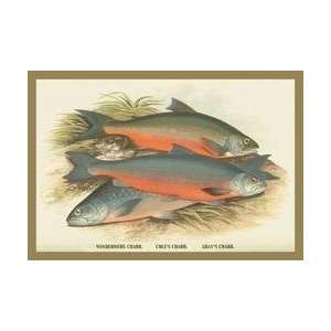    Windermere Coles and Grays Charr 20x30 poster