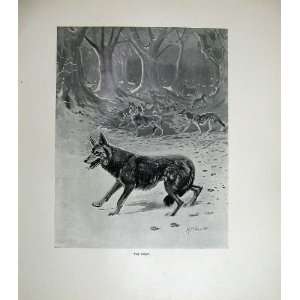  1904 Millais Print Wolf Forest Wild Animals Nature