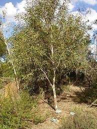 Wolgan Snow Gum (Eucalyptus Gregsoniana) 50 Seeds  