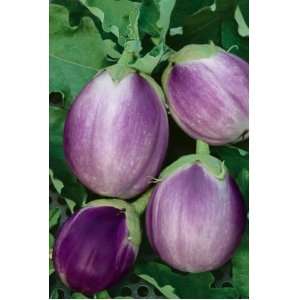  Fairy Tale Hybrid Eggplant Seeds   Solanum Melongena   0 
