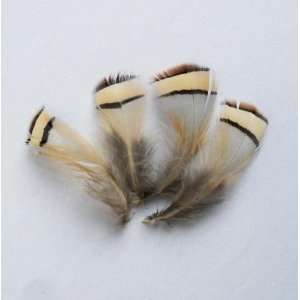  30 Amherst Chukar Partridge Loose Feater 