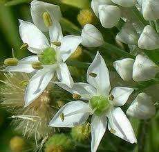 Garlic Chives, Allium tuberosum Fresh seed (HE0030)  
