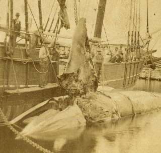 Skinning a Whale, Nantucket, MA by Freeman, 1865 85  