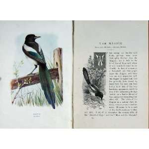    1901 Swaysland Wild Birds Magpie Corvus Pica Colour