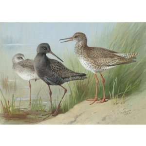 FRAMED oil paintings   Archibald Thorburn   24 x 24 inches   A Trio Of 