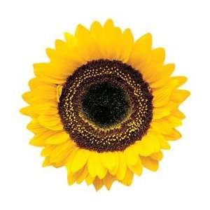   Magnets 1/Pkg Common Sunflower; 3 Items/Order Arts, Crafts & Sewing