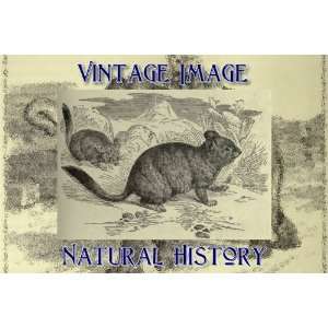   Vintage Natural History Image Short Tailed Chinchilla