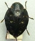 Rare Jewel beetle Chrysochroa corbetti Buprestidae 40mm  