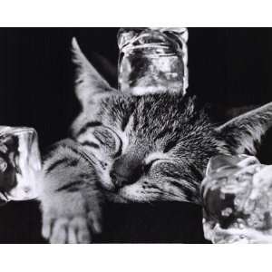 Cool Cat II by Photography Collection 20x16