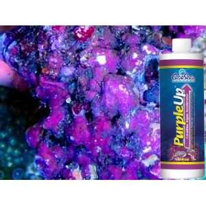    Purple Up   Coralline Algae Starter Kit