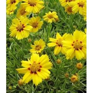  TICKSEED TEQUILLA SUNRISE / 1 gallon Potted Patio, Lawn 