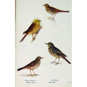  British Birds By W Foster Yellow Hammer Tree Pipit Prin 