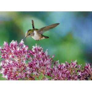 Volcano Hummingbird at Fuchsia Microphylla, Scrub and Paramo Above 1 