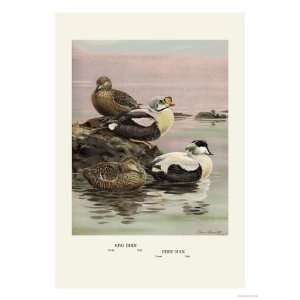 Eider and King Eider Ducks Premium Poster Print by Allan Brooks, 24x32 