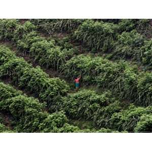  Worker Picks Up Dragon Fruit in Ticuantepe, Nicaragua, September 26 