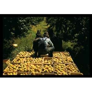  Hauling Crates of Peaches 20X30 Canvas Giclee