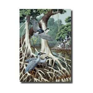 Perching Yellow Crowned And Flying Black Crowned Night Herons Giclee 