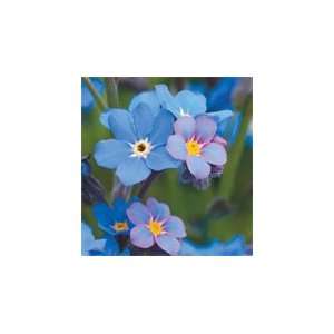  Flower Forget Me Not Brilliant Blue 220 Seeds Per Packet 
