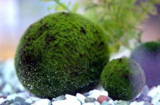Nano Marimo Moss Ball crystal red shrimp CRS algae food  