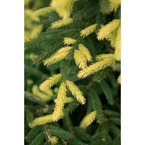  Golden Oriental Spruce 1   Year Graft Patio, Lawn 