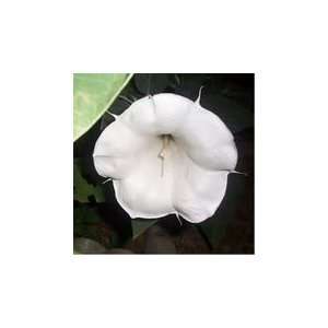  50 WHITE MOON FLOWER MORNING GLORY Imopea Purpurea Vine 