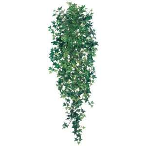  51 Medium Sage Ivy Hanging Bush x18 w/730 Lvs. Two Tone Green (Pack 