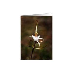  Blank Note Card   Flower white, Cossack Spider Orchid 