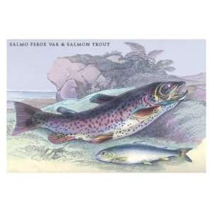 Salmon Feroxvar and Salmon Trout 