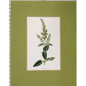   1890 Hand Coloured Print Wood Sage Herb Plant Nature