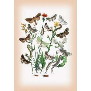 Moths Dichonia Aprilina, Polia Chi, et al. 20x30 Canvas 
