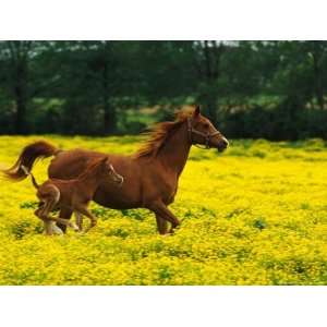  Arabian Foal and Mare Running Through Buttercup Flowers 