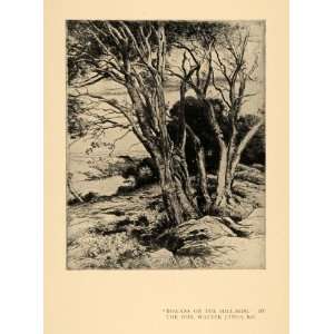  1911 Print Rowans Hillside Tree Bark Earth Branches Art 
