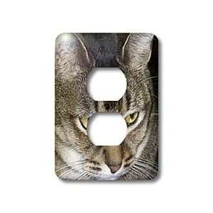 Jackie Popp Nature N Wildlife cats   Maine Coon   Light Switch Covers 