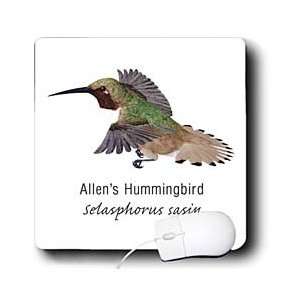  Boehm Graphics Hummingbird   Allens Hummingbird   Mouse 