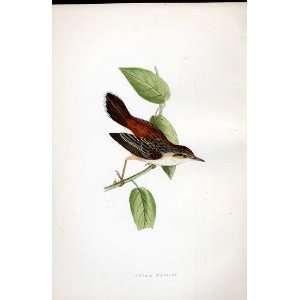  Fantail Warbler Bree H/C 1875 Old Prints Birds Europe 