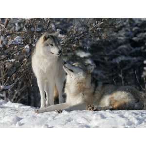  Gray Wolf Couple, Ste Anne De Bellevue, Canada 