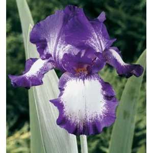  Bearded Iris Stepping Out Patio, Lawn & Garden