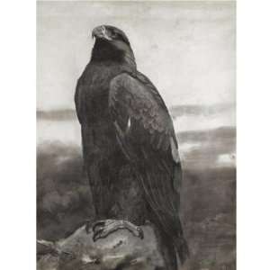     Archibald Thorburn   32 x 32 inches   Golden Eagle