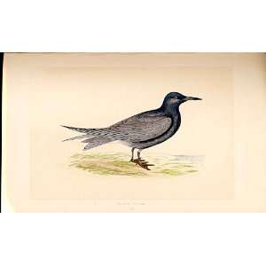  H/C British Birds 1St Ed Morris Black Tern 322