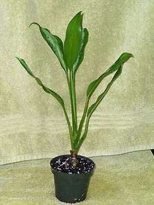 Aglaonema Evergreen healthy in a 5 pot  