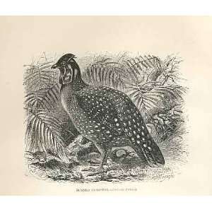 Horned Tragopan 1862 WoodS Natural History Birds